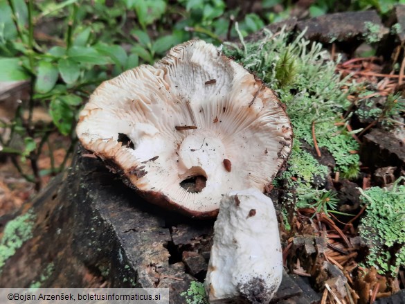 Russula mustelina