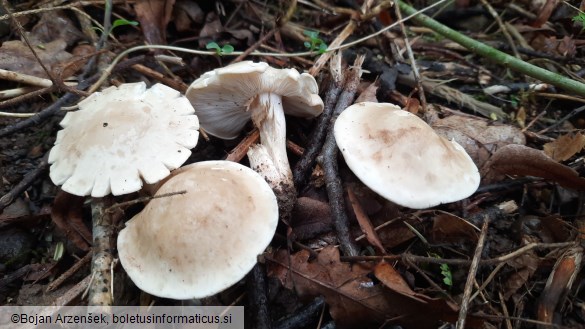 Calocybe gambosa