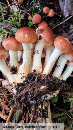 Hypholoma lateritium