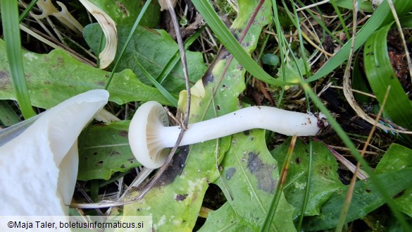 Hygrocybe virginea var. virginea