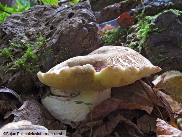 Hemileccinum depilatum
