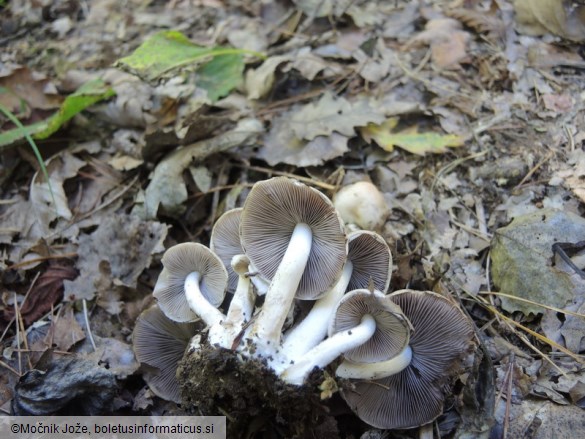 Psathyrella cotonea