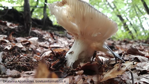 Russula aeruginea