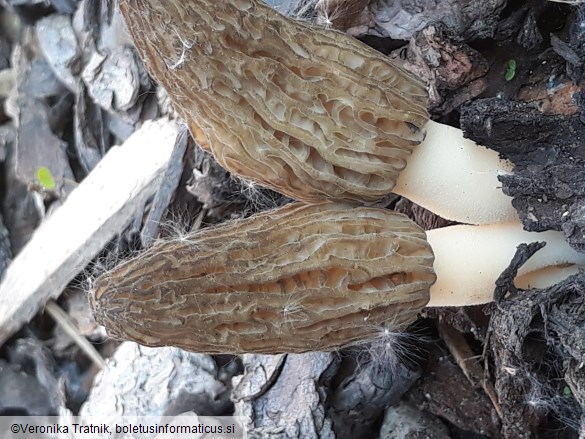 Morchella importuna