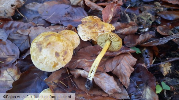 Tricholoma sulphureum