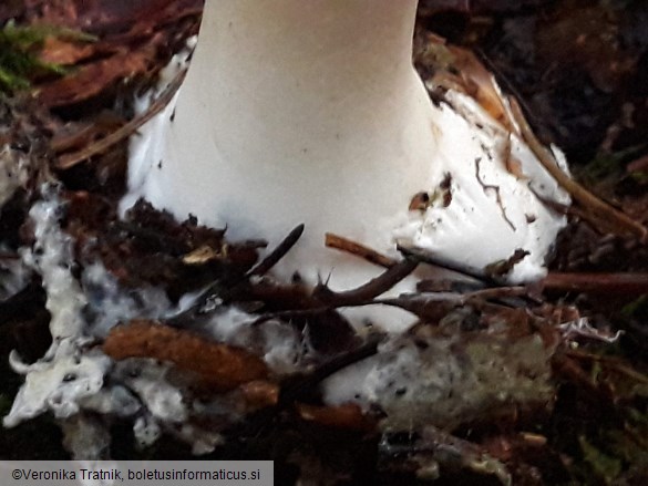 Macrolepiota procera