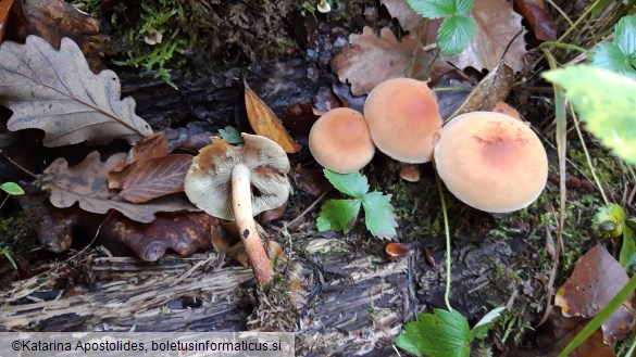 Hypholoma sublateritium