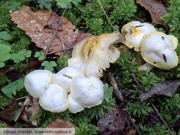 Hygrophorus chrysodon