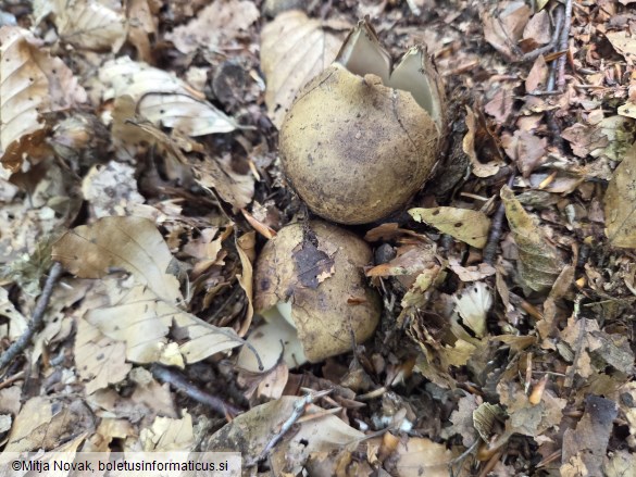 Geastrum michelianum