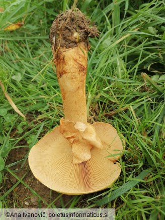 Phaeolepiota aurea