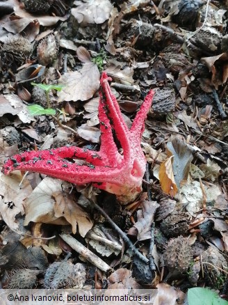 Clathrus archeri