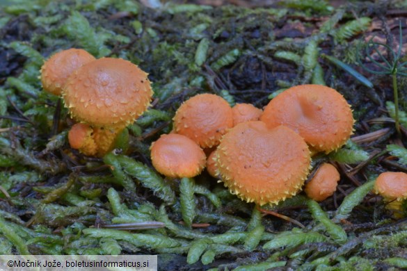 Pholiota flammans