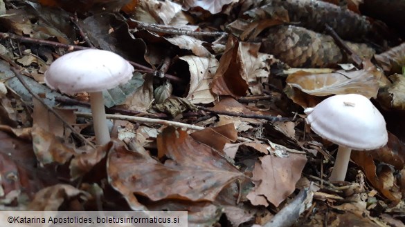 Mycena rosea