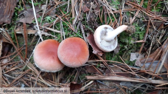 Hypholoma sublateritium