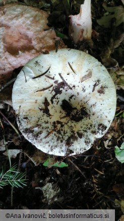 Lactarius vellereus