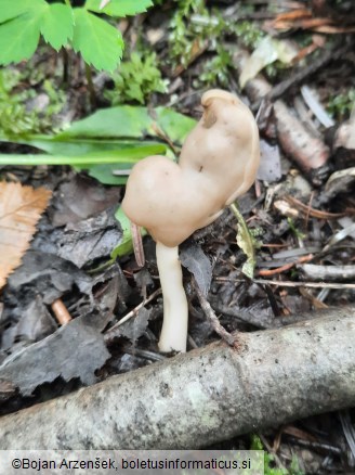 Helvella elastica