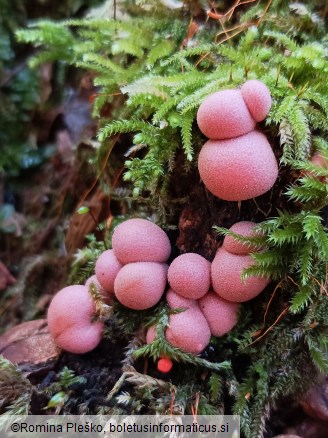 Lycogala epidendrum