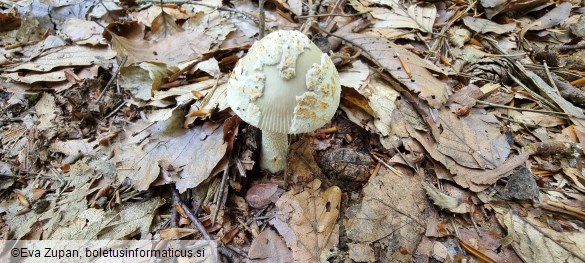 Amanita griseofulva