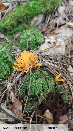 Calocera viscosa