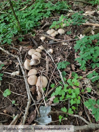 Calocybe gambosa