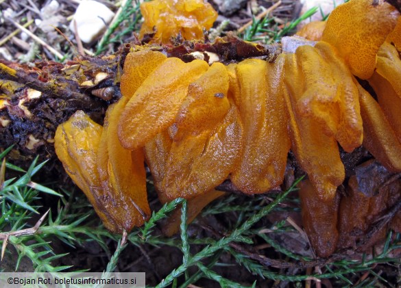 Gymnosporangium sabinae