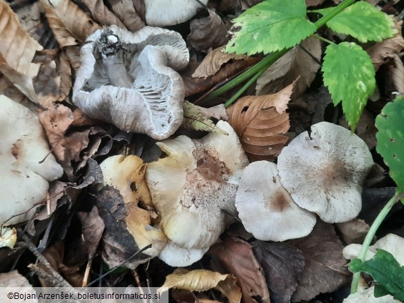 Tricholoma scalpturatum