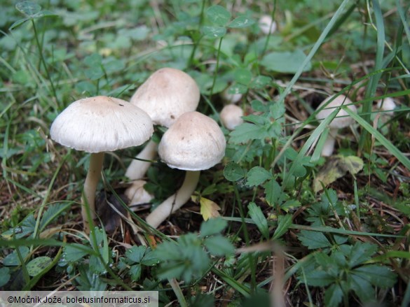 Inocybe sindonia