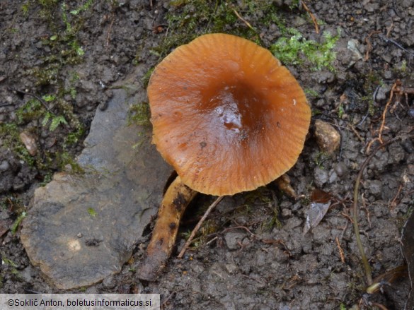 Conocybe brunnea