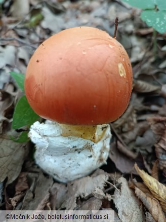 Amanita caesarea