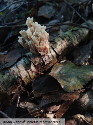 Artomyces pyxidatus