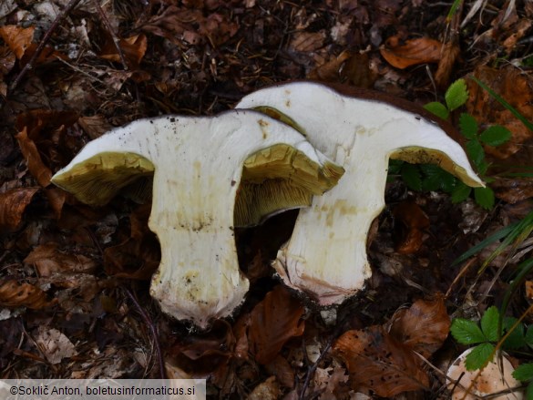 Cortinarius cupreorufus