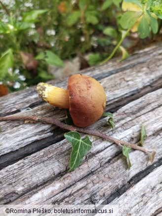 Chalciporus piperatus