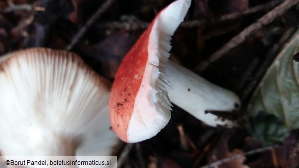 Russula emetica