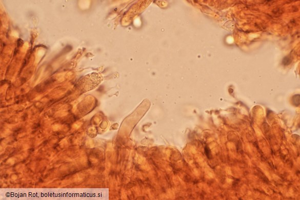 Pseudoporpoloma pes-caprae
