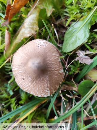 Macrolepiota mastoidea