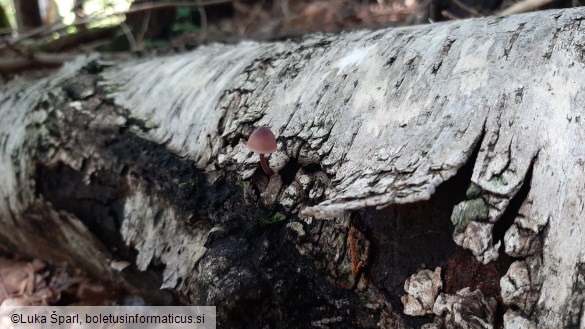 Mycena haematopus