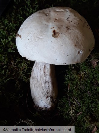 Boletus persoonii