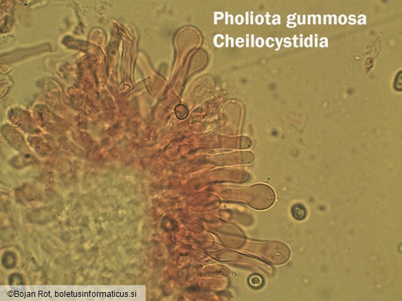 Pholiota gummosa