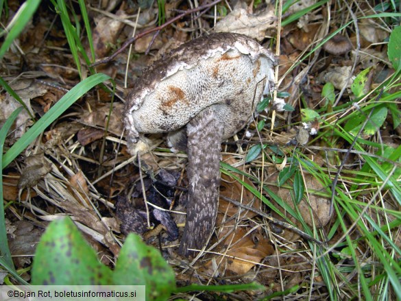 Strobilomyces strobilaceus