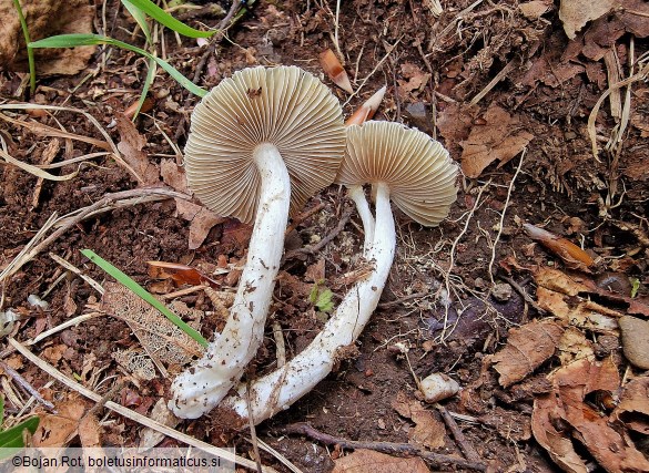 Pseudosperma obsoletum