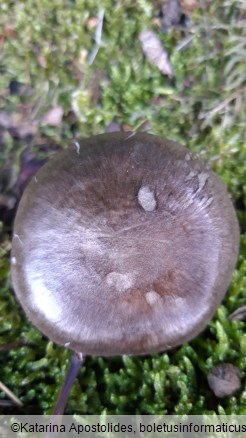 Pluteus atromarginatus