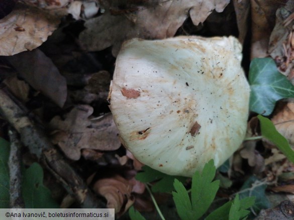 Megacollybia platyphylla