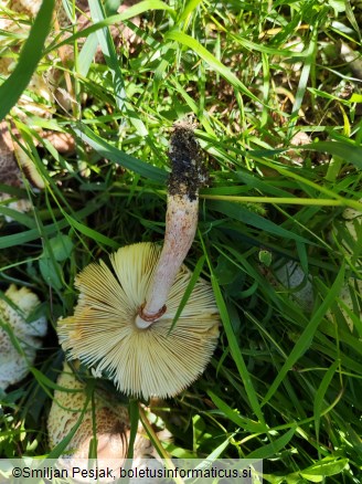 Leucoagaricus americanus