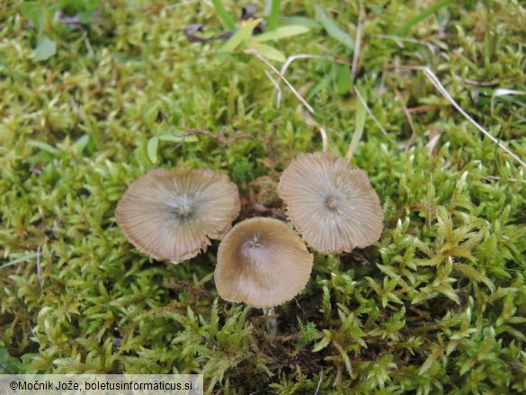 Entoloma incanum