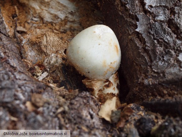 Volvariella bombycina