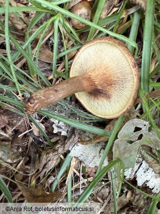Paxillus involutus