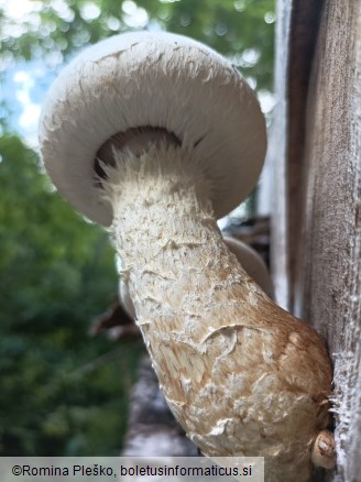 Hemipholiota populnea