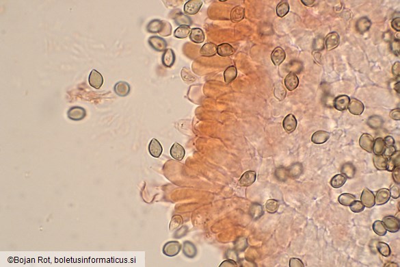 Deconica crobula