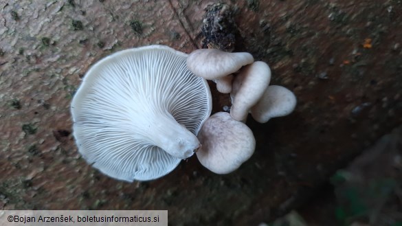 Pleurotus