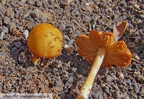 Conocybe tenera